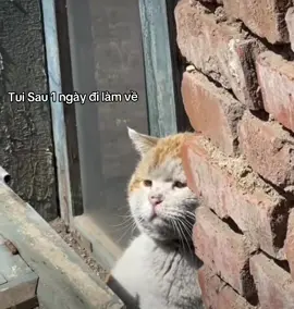 #cute #cat #trending #trending 