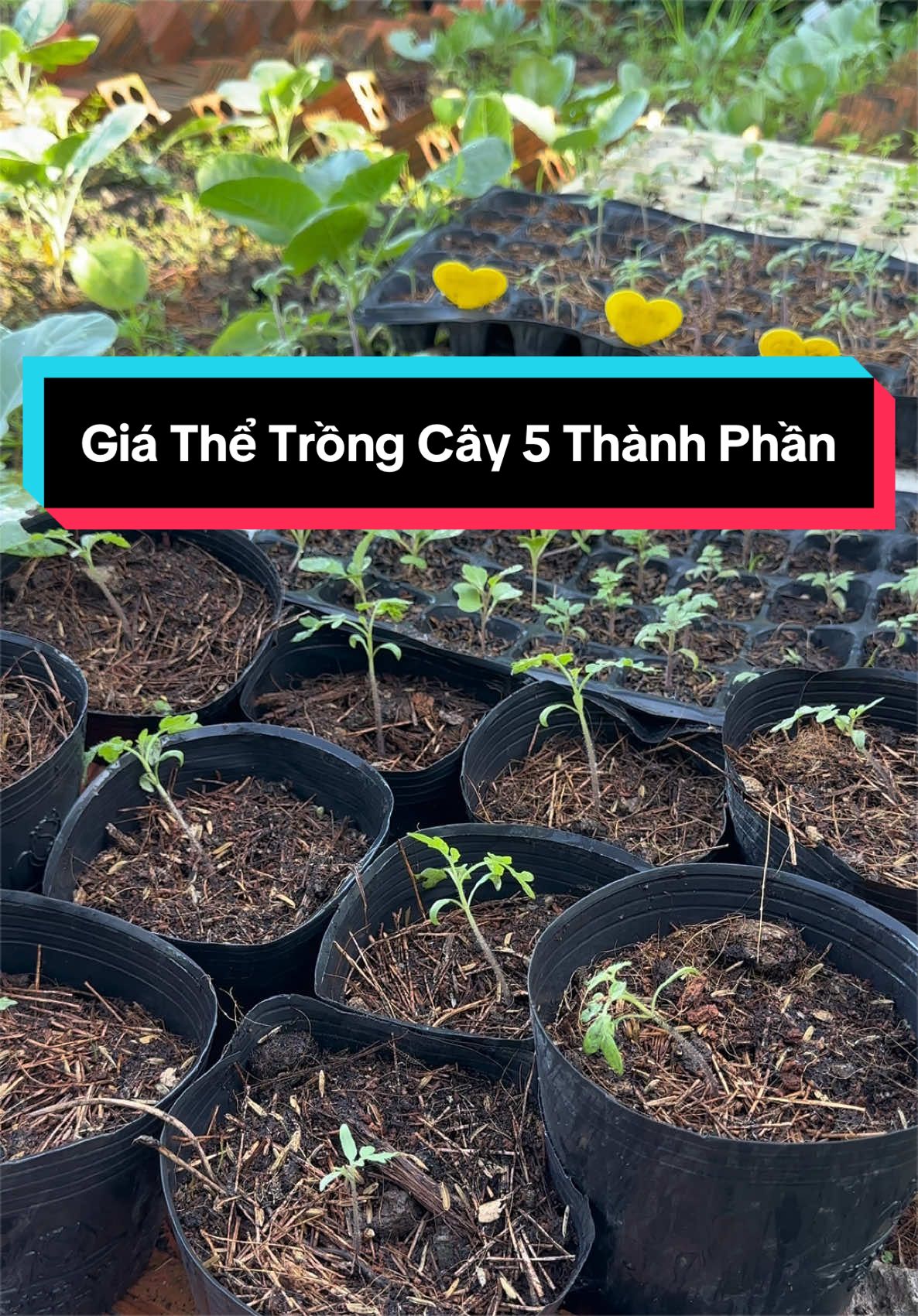 Giá thể trồng cây rau trộn sẵn 5 thành phần gồm xơ dừa vỏ trấu vỏ đậu phộng phân bò trấu đốt đầy đủ dinh dưỡng cho cây #dattrongcay 