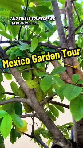 Mexico Garden Tour #mexico #playadelcarmen #gardentour #fruittrees #growyourownfood 