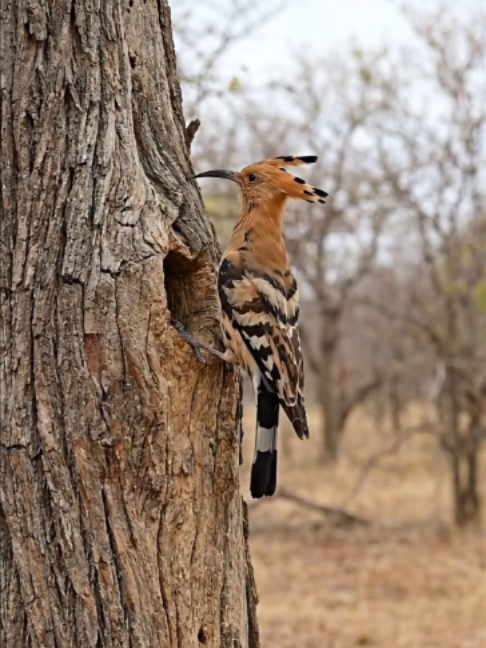 Chim Đầu Rìu - Loài Chim Có Mào Vương Miện Và Chiếc Mỏ Cong Như Lưỡi Hái | Hoopoe Chim Đầu Rìu (Eurasian Hoopoe - Upupa epops) là quốc điểu của Israel, nổi tiếng với chiếc mào màu cam có chấm đen có thể xòe ra như vương miện. Trong video, bạn sẽ thấy khoảnh khắc nó xòe mào và dùng chiếc mỏ cong dài để bắt sâu. Loài chim này có tập tính làm tổ rất đặc biệt - tổ có mùi hôi để xua đuổi kẻ thù. #chimdauriu #hoopoe #eurasianhoopoe #chimmaovươngmien #chimla #upupaepops #chimdocla #khamphathiennhien #thegioidongvat