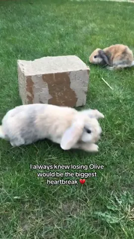 RIP Olive Bear ❤️, I miss you so so much #petloss #bunny 