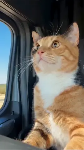 copilot on the highway will not stay quiet 😹 #fyp #catsoftiktok #calico #funnycats #cat 
