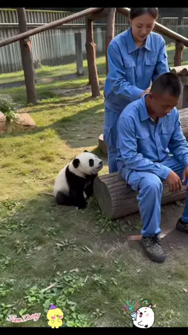 Cute Panda #namduong #xuhuong #fyn 