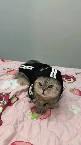 Джонеке қай сұраққа дұрыс жауап берді деп ойлайсыз? 😁 🐾 