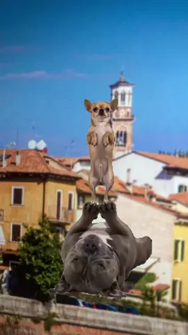 #Meme #MemeCut 