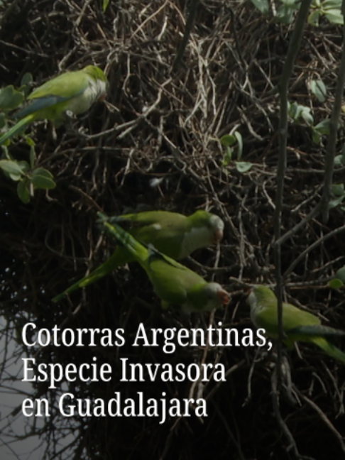 Las cotorras argentinas, también conocidas como perico monje, se han establecido en distintos puntos de la ciudad de Guadalajara, Jalisco, y representan una amenaza para otras especies y el equilibrio del ecosistema local. #noticiasnmás #aves #avesinvasoras #guadalajara