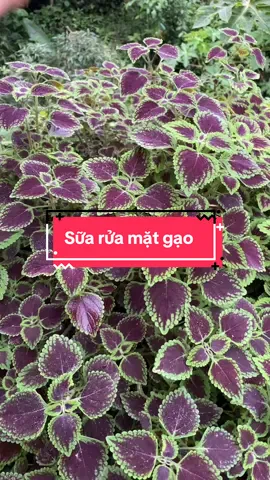 Sữa rửa mặt tinh chất gạo sạch da mịn da #kimxuyen #suaruamatgao  @Shop KimXuyến  @Shop KimXuyến  @Shop KimXuyến 