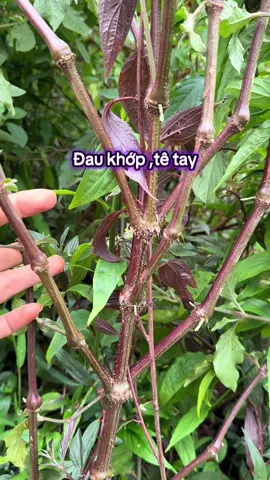 Cây cỏ xước tím,thảo dược xương khớp hiệu quả#xuhuong #lieulaocai #daunhucxuongkhop #dauthankinhtoa #coxuoc 