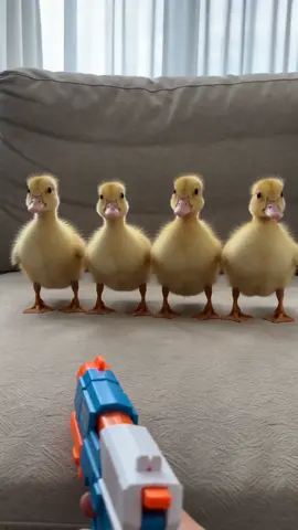 The whole squad didn't move an inch 😭🦆  #ducklings #cuteanimals #ducks #fyp #viral #cuteanimalvideos #funnypets #animaltok
