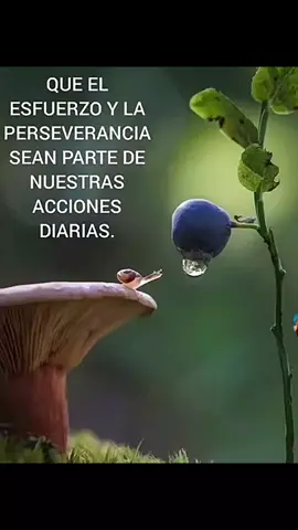 Nunca dejes de maravillarte con la vida ...porque es una eterna fuente de sabiduria #bonitasreflexiones💕 