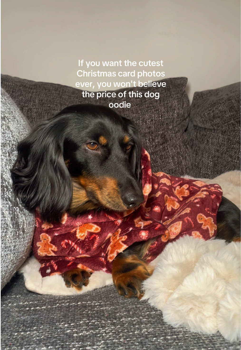This is your sign 😭 #dogclothes #dachshund #doghoodie #oodie #tiktokmademebuyit 