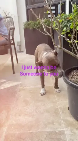 #joey01 #lovesophie #staffysoftiktok #respecttheland #