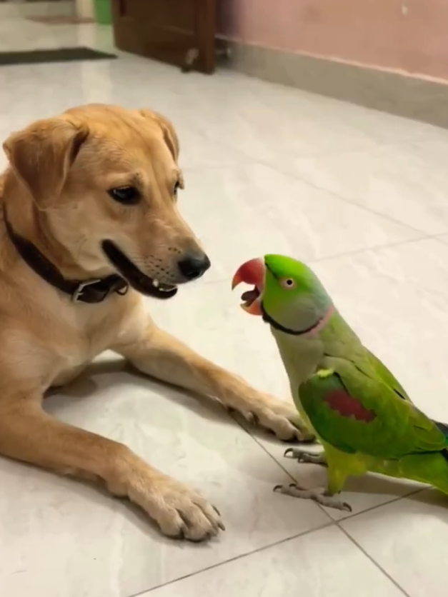 Dog play with cute parrot 🦜🐦🐕🐶▶️⏯️🥰🥺 #BestVibes #viralvideos #fypppppppppppppp #foryoupage❤️❤️ #Parrot 