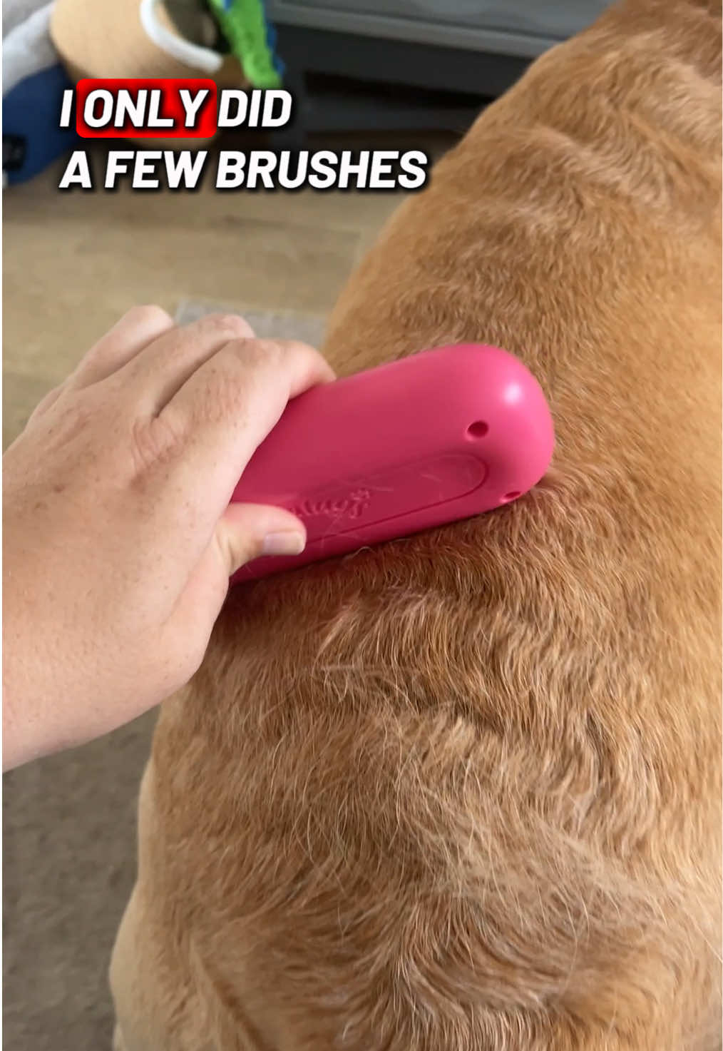 If your dog is a molter, you need to check out this deshedding brush. Better off in the vacuum than on your clothes or floor! #foryoudays #dogessentials #dogtok #dogbrush #tiktokmademebuyit 