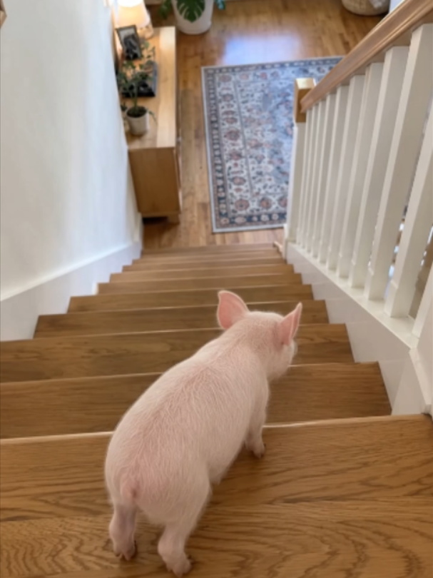 stairs? never heard of walking 🐷🛝 . . . #minipig #piglet #cutepig #pudding #funnyanimals #stairs #relatable #babyanimals #cuteanimals #fyp #reels
