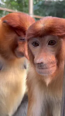 #trump #proboscismonkey #monkeyface #monkeydluffy #monkey 