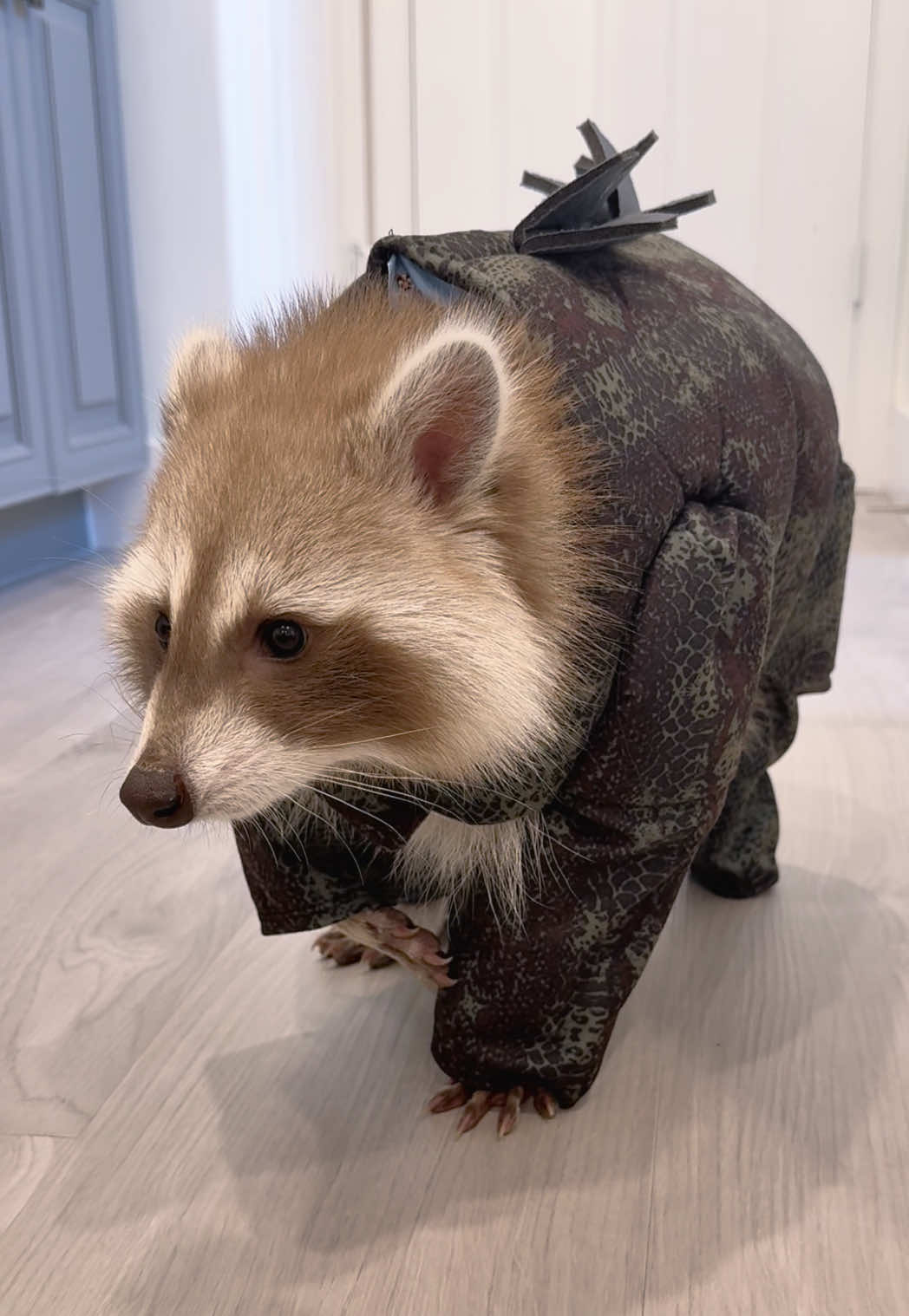 #poohtheraccoon #trashpandasoftiktok #dogcostume #halloween #fyp 