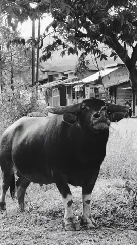 #saudarayudas #komonitaspenciptatedongsilaga #japalteam #yudasjapalteam #kptstoraja🐃🐃 