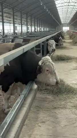 #big #bull #simmental #fypシ #fy @UFC 
