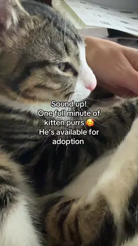 Our latest foster 🥰  This guy is the cuddliest boy! #houstonpets #fosterkittens #houston #catfoster #kitten