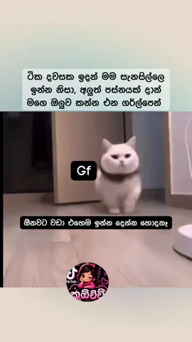 😼😼 #funny #foryou #fypシ゚viral #1maudition #trending 