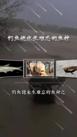 为什么鲤鱼的两极分化如此严重？#科普 #鲤鱼 #钓鱼 #知识 #tiktok 