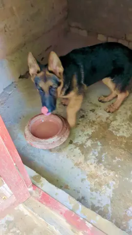 #doglover #germanshepherd #dogsoftiktok #babylove 