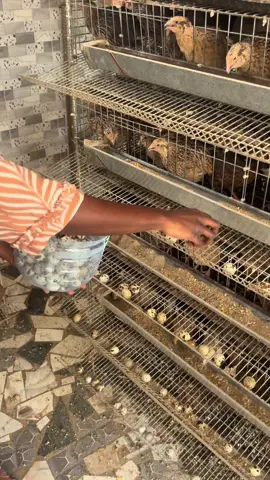 #oeufdecailles #chairedecaille #pigeon #viraltiktok 