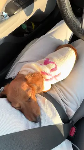 No💁‍♀️ #fyp #dachshund #happy #puppytiktok #trending 