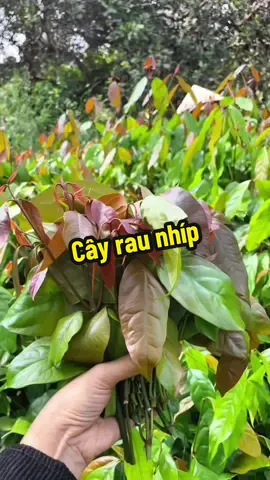 #cayraunhip #caygiongraunhip #caygiongrau #raunhip #caygiong 