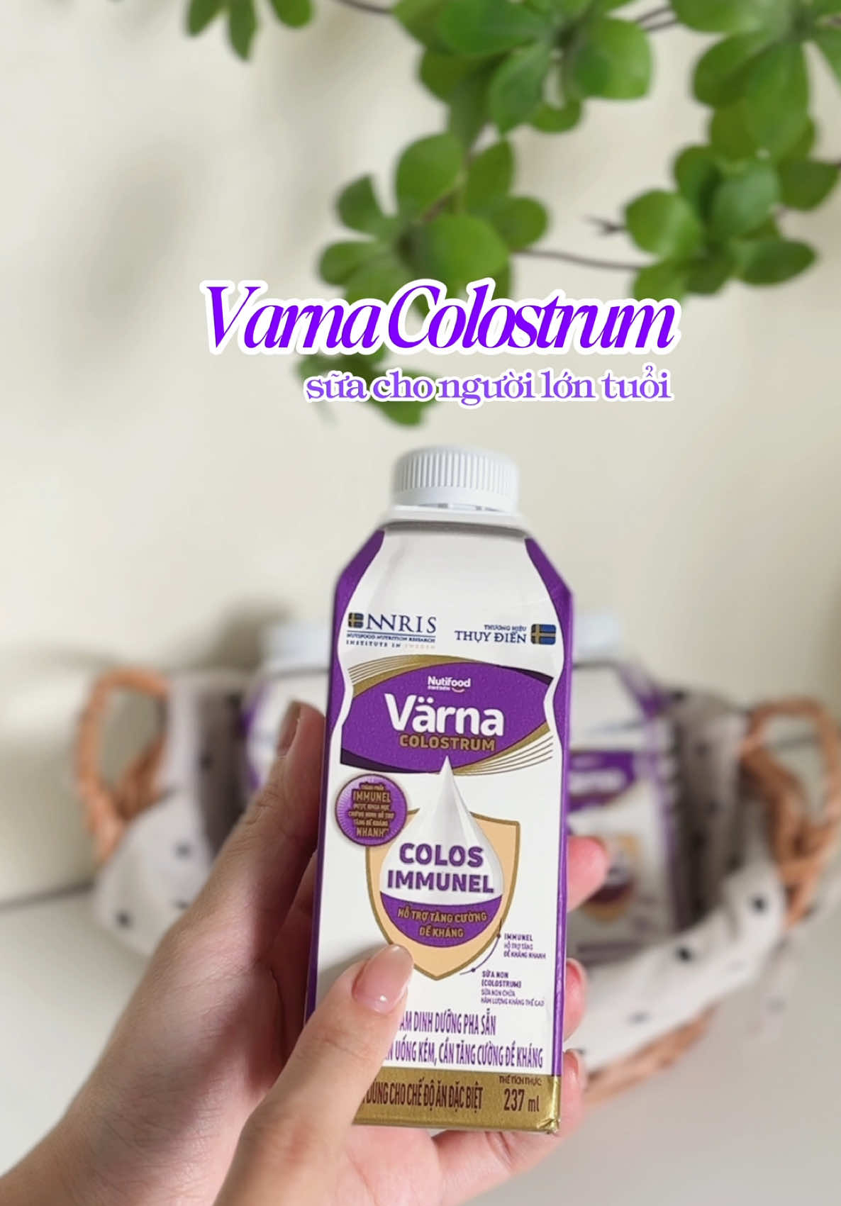 Gợi ý món quà sức khỏe đỉnh cao cho bố mẹ ngoài 45 tuổi nè. Värna Colostrum tăng đề kháng, thơm ngon êm bụng phụ huynh mê liền nha mấy mom #Varna #VarnaColostrum #NutifoodThuyDien #HoptaccungNutifood