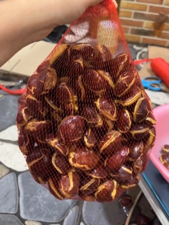 jengkol tua full sortir #jengkol #jengkoltua #fyp #murah 