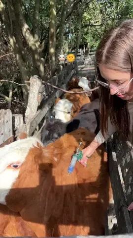 #campoargentino🌱🌾🌻🐮🐂 #vacas #animales #trabajo #campo 