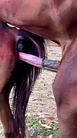 good shots #arabianhorse #breeder #mating #litlehorse #mare #horse 
