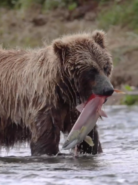 Gấu nâu bắt cá hồi như này thì cá nào thoát được 😱 Một phát ăn ngay  Coastal Brown Bear săn cá hồi Chum trên đảo Chichagof, Alaska. Mùa cá hồi di cư là thời gian gấu nâu tích mỡ cho mùa đông. Khoảnh khắc vồ mồi chính xác trong suối cạn. #gaunau #gau #cahoi #browbear #sanmoi #alaska #chichagof #chumsalmon #dongvathoangda #wildalaska