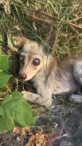 #dog #poordog #rescuedog 