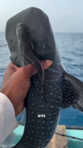 La meilleure journée de pêche de ma vie 😱 #peche #pechesoumarine #ocean #poisson 