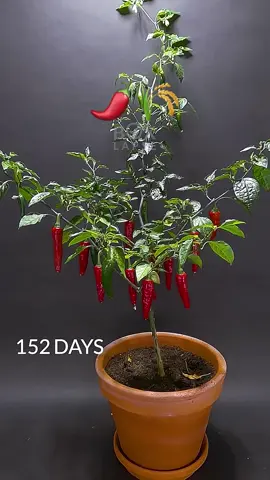 Growing chili peppers and rice – time-lapse video#gardeningtiktokcontest #timelapse 