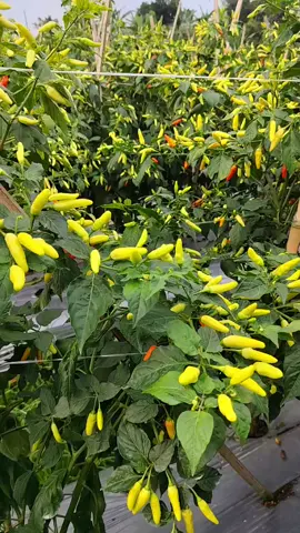🔥🔥🔥 #petanimuda  #petaniindonesia🇮🇩🇮🇩🇮🇩🌿  #boytanimandiri  #roket 