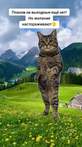 #Meme #MemeCut #CapCut 