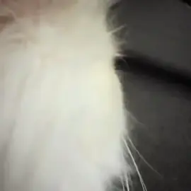 🤣🤣🤣#meow #cute #viral #tiktokshop88