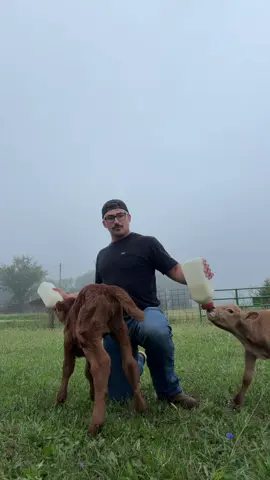 RUBY COULD BE FERTILE. Which would mean she’d get to have babies and hangout with Dinky the Calf forever! #dinkythecalf #cows #bottlecalf #tips #fyp