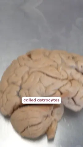 You know creatine for your muscles. But it might do just as much for your brain. 🧠 Creatine is stored in your brain too, in neurons and astrocytes, where it boosts energy by increasing creatine phosphate. That helps regenerate ATP, cuts oxidative stress, and stabilizes pH. Meta-analyses suggest it supports memory, mental clarity, and processing speed. The catch: it's not a lightning bolt. Effects are small in young people, more moderate in older adults, so the benefit grows with age. 👉 Go deeper with our Exploring the Nervous System eBook, link in bio. #LearnOnTikTok #TikTokLearningCampaign #LearnBiologyOnTikTok #creatine #brain #neuroscience #anatomy #humanbody #astrocytes #anatomyandphysiology #medstudent #iohaanatomy