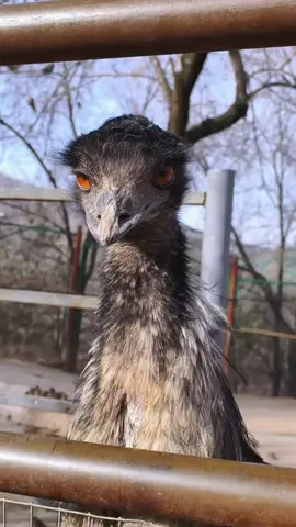POV: You accidentally found nature’s dance floor. 🐦🕺#BirdTok #babiesoftiktok #FunnyBirds #wildlife #fyp 