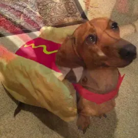 Weiner dogs cure depression trust #weinerdogs #dogs #fyp #dontflopthis #xyzcba 
