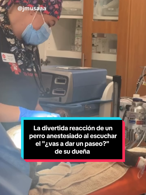 🐶 Un vídeo se ha hecho viral al captar la entrañable y divertida reacción de un perro todavía bajo los efectos de la anestesia cuando su dueña le pregunta con entusiasmo: “¿Vas a dar un paseo?”. El animal, visiblemente aturdido pero ilusionado, intenta levantarse y mover la cola al escuchar la palabra mágica, en un momento que mezcla ternura y humor. 🎥 Video cedido por jmusaaa en Instagram #perro #animal #mascota #anestesia #viral