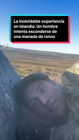 🦌 Rodeado por 400 renos salvajes a centímetros de distancia: La increíble escena en el norte de Islandia. 👉 Un guía de montaña en Islandia se agazapó tras una gran roca al ver aproximarse a una multitudinaria manada, pensando que darían la vuelta al detectarlo. Sin embargo, los renos continuaron su camino con total tranquilidad y pasaron a escasos centímetros de él. Incluso una de las crías se acercó curiosa a olerlo.    🎥 @anton_freyrb (vía Instagram) 📲 Más en EL ESPAÑOL #isalandia #renos #animales #viral #destinos