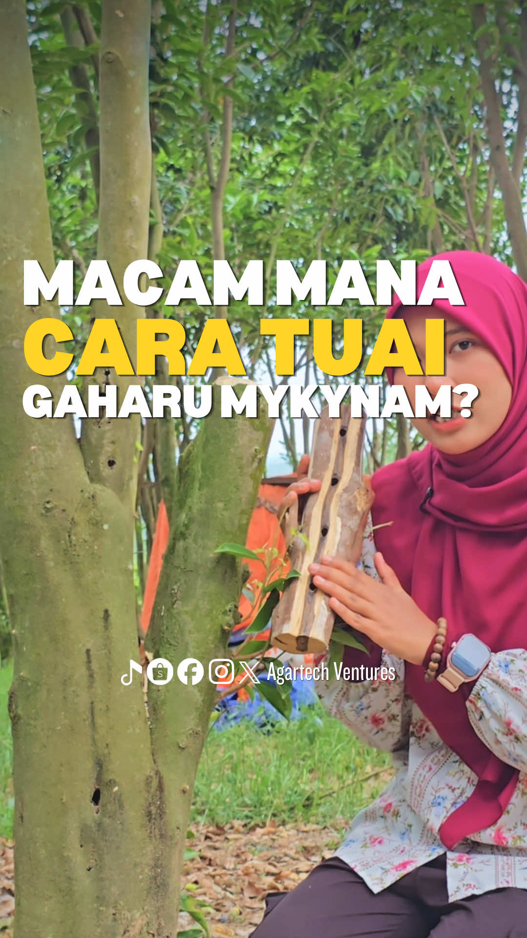Ambil 3-4 kaki dari kawasan cantuman. Modal sekali tanam, untung banyak kali 😎🇲🇾 #mykynam #gaharu #tree #creatorsearchinsights #plantwithme 