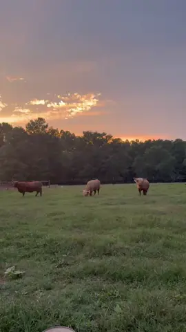 My favorite part of the day ❤️🐮 #fluffycow #highlandcow #babycow #minicows #familyfarm 