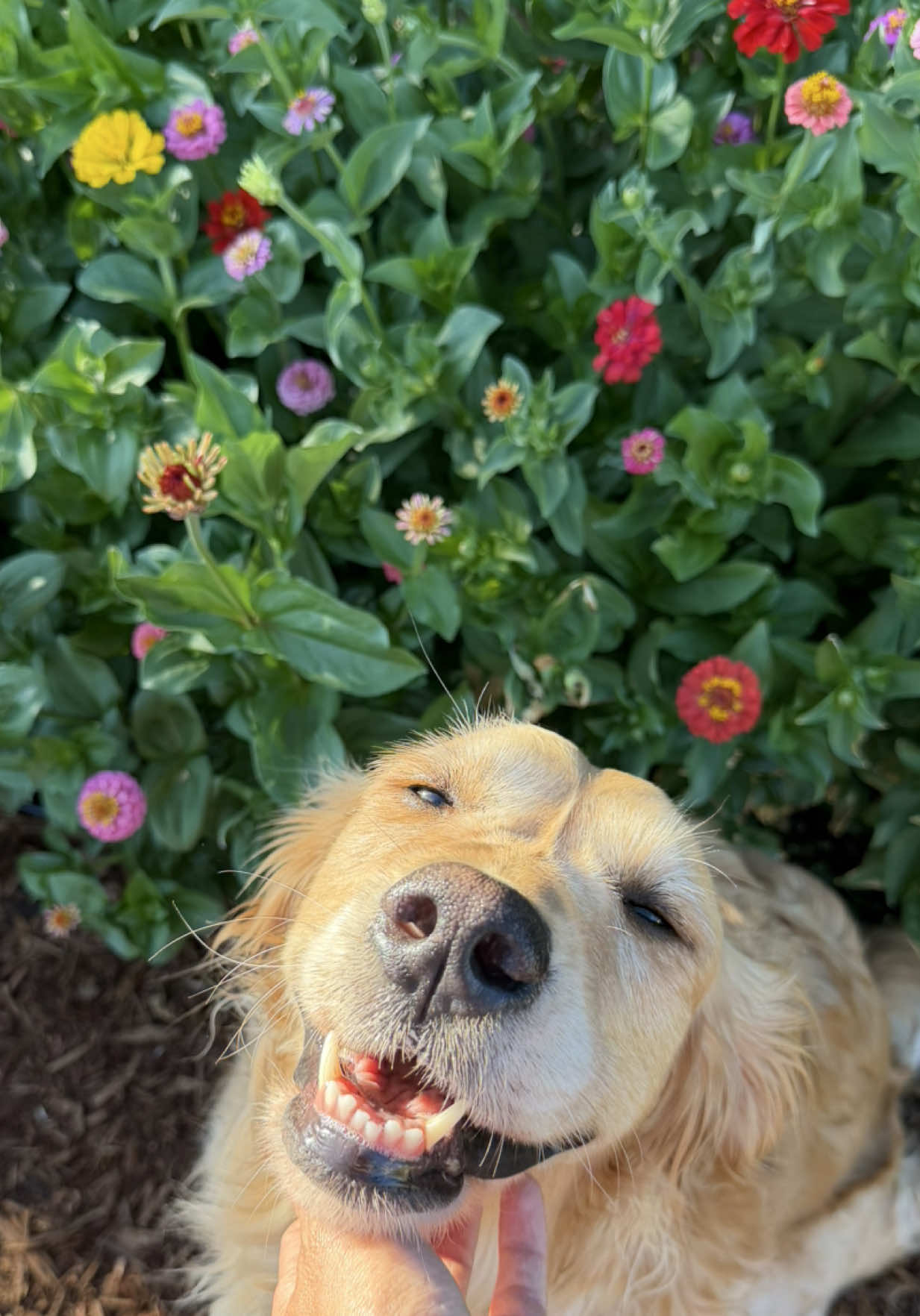 My little cucumber girl 🥺🥒 #goldenretriever #goldenretrieverlife #dogsoftiktok #dogmom #souldog @Chewy @PetSmart @Petco 